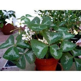 Oxalis Regnelli FANNY Shamrock/Wood Sorrel (Bulb/Not Plant) - US Seller! Flowering Plants