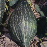 Squash Green Hubbard Garden Heirloom Vegetable By Seed Kingdom 15 Seeds Garden Plants
