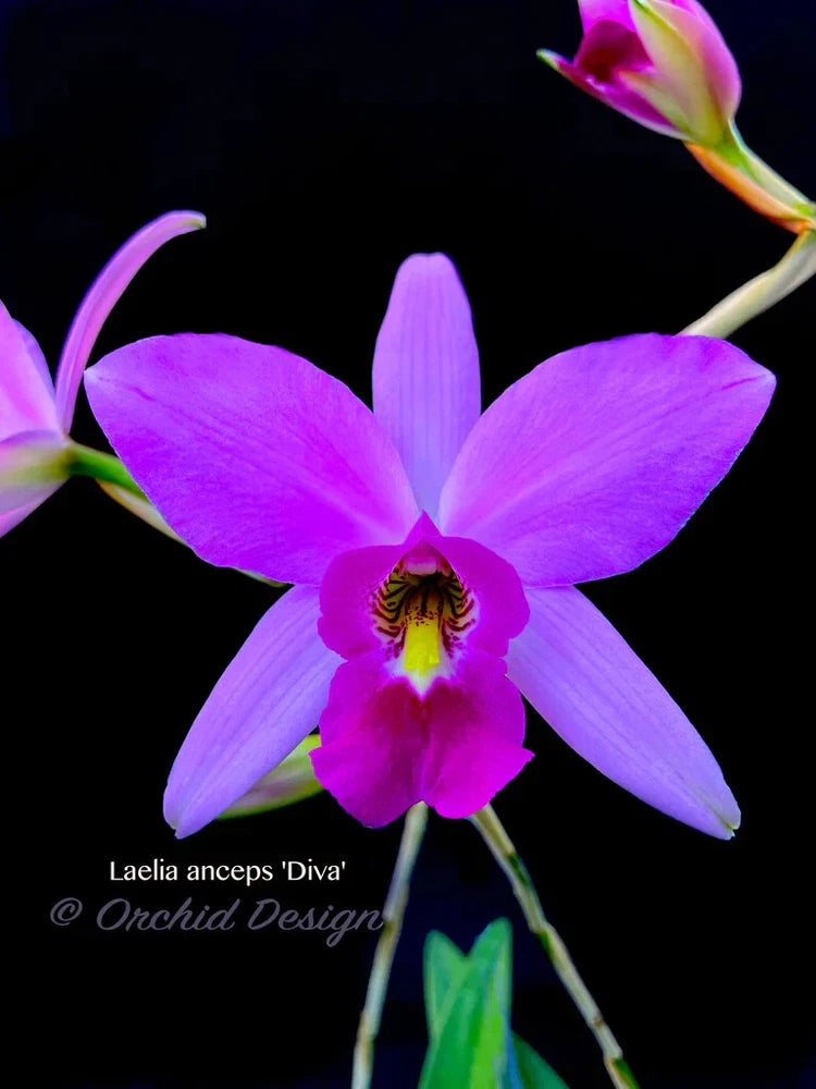 Laelia anceps orchid flower with purple and magenta petals, yellow throat, green stem