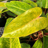 Philodendron Calkins Gold live houseplant in 3"pot Green Plant