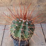 D6364 MELOCACTUS ERNESTII pot10-H11-W13 cm MaMa Cactus Green Plant