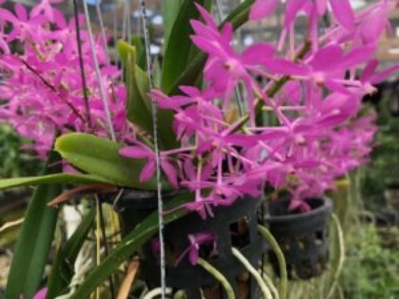 Miniature vanda orchid with bright pink star-shaped blossoms and green strap leaves in a pot