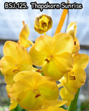 Thapakorn Sunrise  Seedling   _Vanda Orchids Orchids