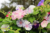 40 CARNEVALE di VENEZIA MORNING GLORY Ipomoea Purpurea Striped Flower Vine Seeds Flowering Plants