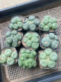 $35.80 Garden Plants