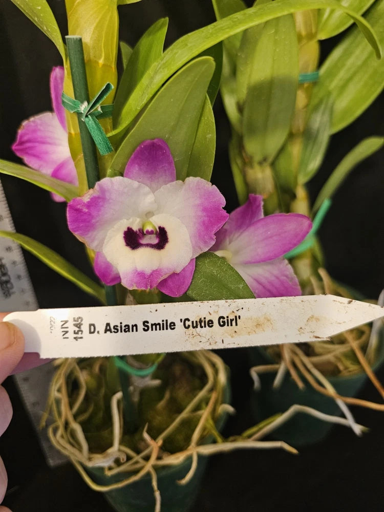 Nobile dendrobium orchid bloom with purple-and-white petals and plant label