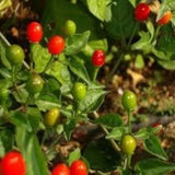 25+ seeds Chiltepin hot pepper garden planting spicy food Garden Plants