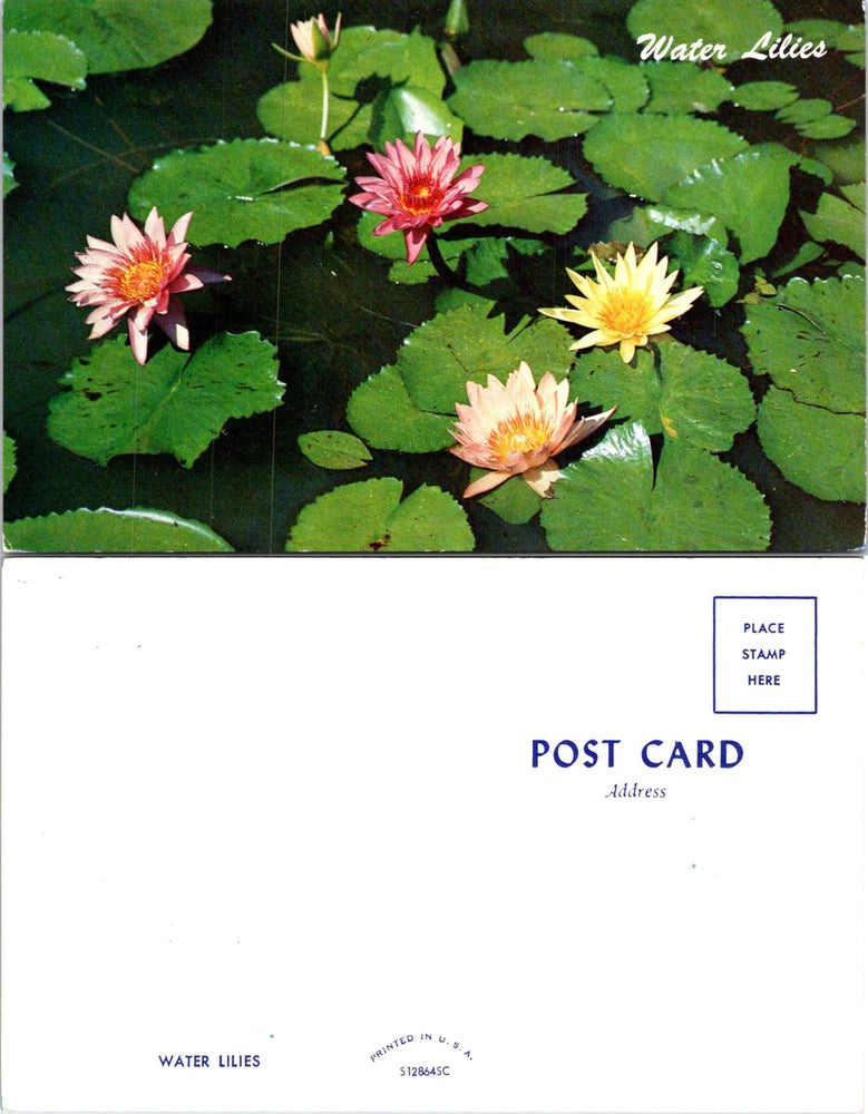 Water Lilies Flower Postcard unused 55150 Lily