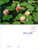 Water Lilies Flower Postcard unused 55150 Lily