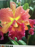 ORCHID Plant Susan Fender X nodosa 3 stem bare root Orchids