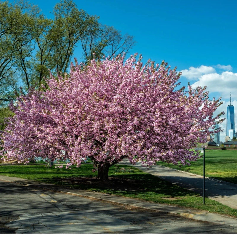 Kwanzan Japanese Cherry Tree- Pink Flowering 1-2 ft tall live tree Roses