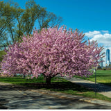 Kwanzan Japanese Cherry Tree- Pink Flowering 1-2 ft tall live tree Roses