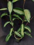 New Hoya macrophylla variegated rare hoya house plant Green Plant