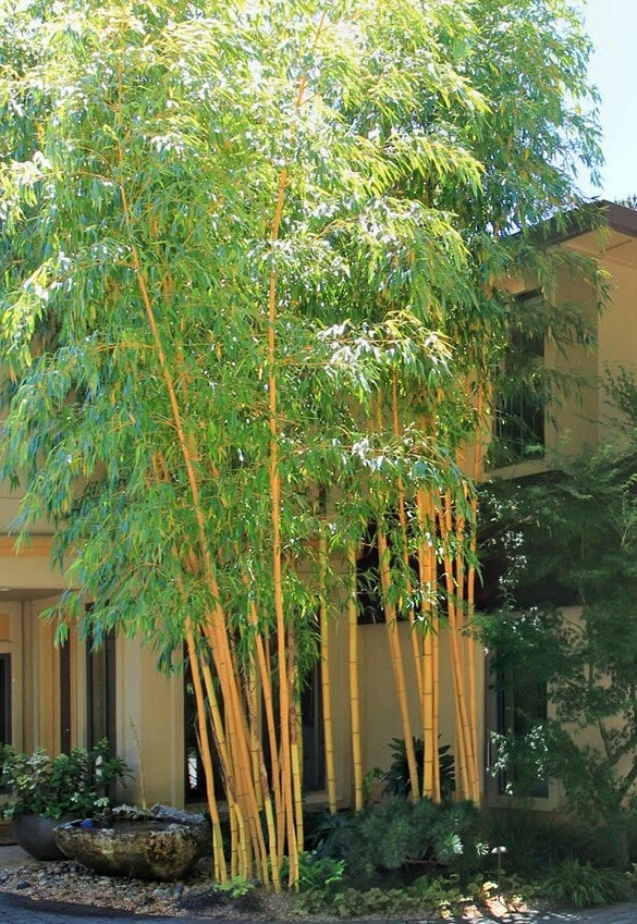 Bambusa Asian Lemon Clumping Bamboo - 1 large One Gallon Size P Plant Green Plant