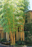 Bambusa Asian Lemon Clumping Bamboo - 1 large One Gallon Size P Plant Green Plant