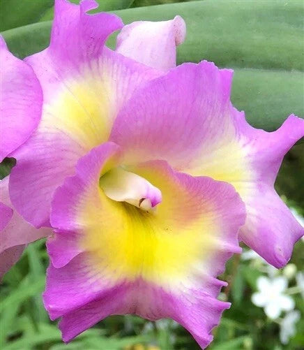 Pink and yellow orchid flower with purple petals, close-up