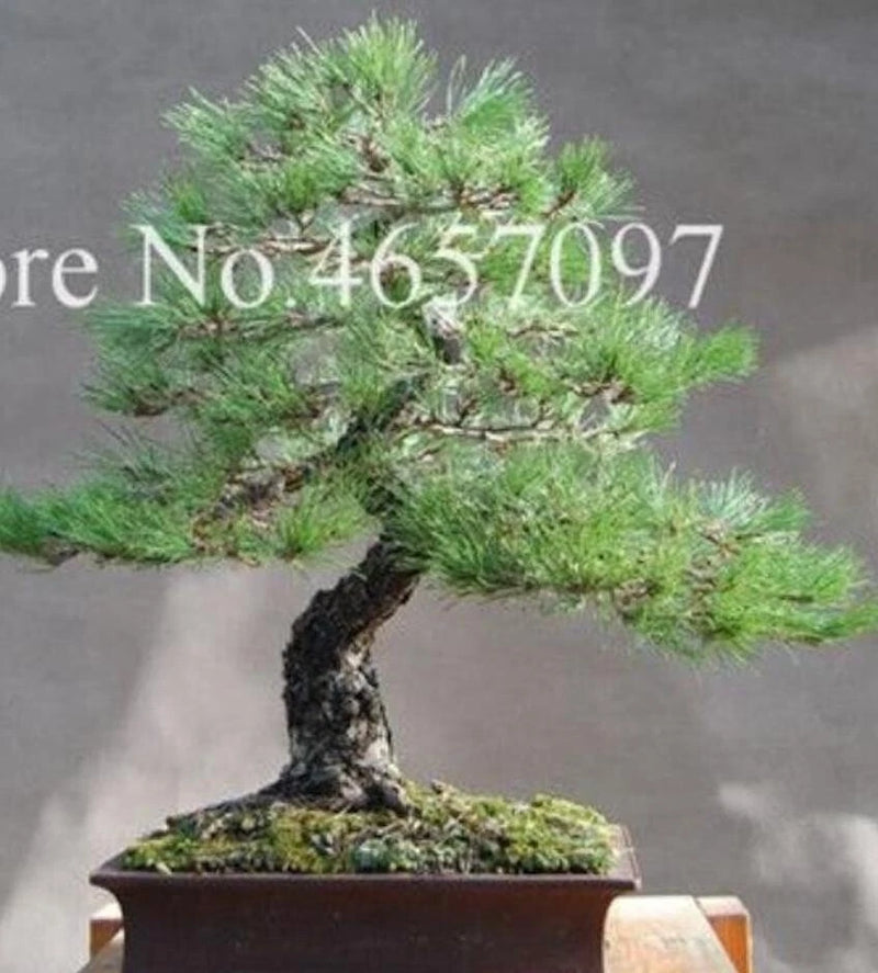 20 SEEDS for BONSAI PINE TREE #9 dwarf mini rare exotic garden plant USA Seller Garden Plants