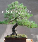 20 SEEDS for BONSAI PINE TREE #9 dwarf mini rare exotic garden plant USA Seller Garden Plants