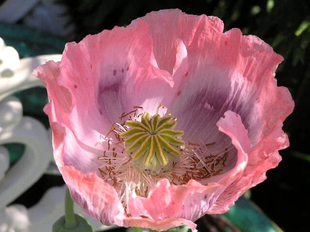 Shades of Pink "The Giant" Humongous Poppy Seeds 5000+  *PoppyQueen__ Garden Plants