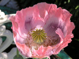 Shades of Pink "The Giant" Humongous Poppy Seeds 5000+  *PoppyQueen__ Garden Plants