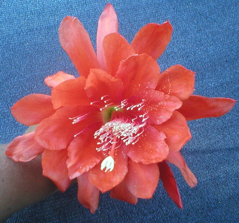 Orange orchid cactus bloom with layered petals and bright red center stamens