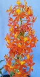 Ground Orchid Epidendrum Orange 6 cuttings with aerial roots large flowers Orchids