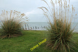 Photo 12x8 Pampas Grass at Luce Bay, Drummore Drummore/NX1336  c2014 Pampas Grass