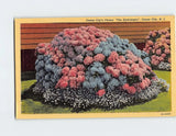 Postcard Ocean City's Flower "The Hydrangea", Ocean City, New Jersey Hydrangea