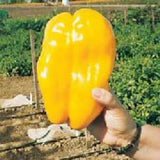 25 + seeds Yellow Monster  sweet pepper garden planting  food extreme sweetness Garden Plants