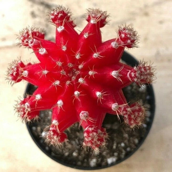 Gyncocaleum Mihanovichii Friedrichii 'Moon Cactus' 'Red', Comes in a 2.5" Pot Flowering Plants