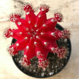 Gyncocaleum Mihanovichii Friedrichii 'Moon Cactus' 'Red', Comes in a 2.5" Pot Flowering Plants