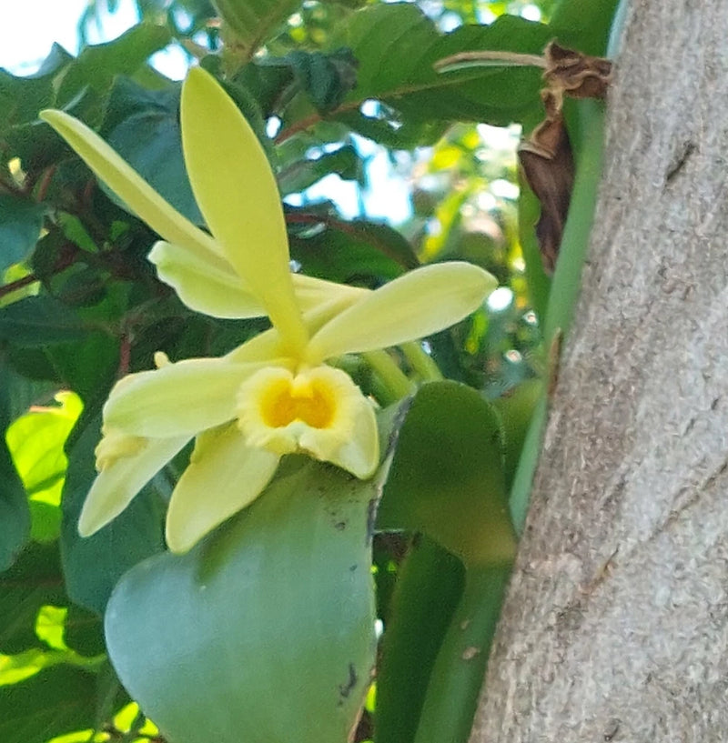 Yellow vanilla bean orchid flower on green vine, close-up