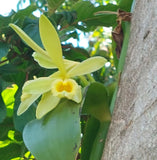 Vanilla Bean Orchid - Vanilla planifolia - Live Plant -Ariel Roots Only -CUTTING Orchids
