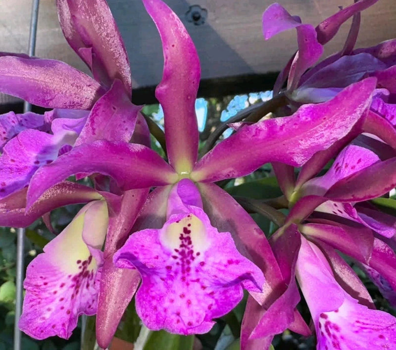 Purple orchid flowers with speckled petals and ribbon-like leaves