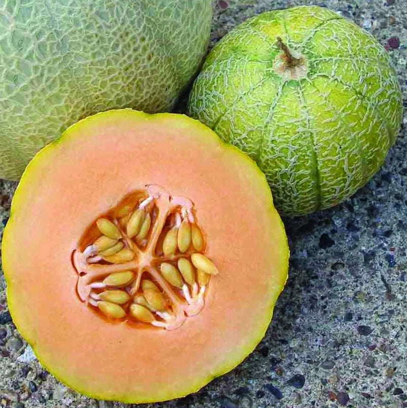 MINNESOTA MIDGET MELON SEEDS 50+ CANTALOUPE garden VINE fruit FREE SHIPPING Garden Plants
