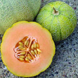 MINNESOTA MIDGET MELON SEEDS 50+ CANTALOUPE garden VINE fruit FREE SHIPPING Garden Plants