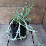 D5343 EUPHORBIA PELTIGERA pot18-H50-W35 cm MaMa Cactus Green Plant