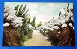 Postcard Pampas Grass on Kearney Ave Fresno 1900s California # 52338 Pampas Grass