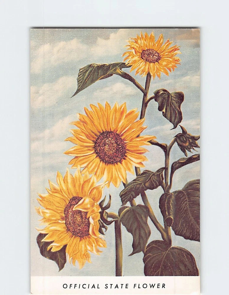 Sunflower postcard with three orange blooms, dark leaves, and vintage botanical illustration