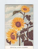 Postcard Sunflower Official State Flower Kansas USA Sunflower
