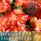 Copper Oasis Begonia Seeds 45 or 125 Seeds Flower, Flower Seeds, Non GMO Flowering Plants