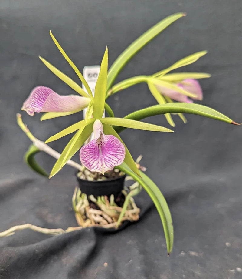 Potted orchid plant with pink-purple blooms and long green leaves