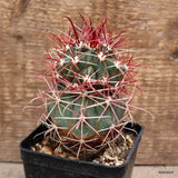 D4213 FEROCACTUS CHRYSACANTHUS pot8-H10-W7 cm MaMa Cactus Green Plant