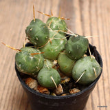 D908 PUNA INCAHUASII pot5,5-H5-W6 cm MaMa Cactus Green Plant