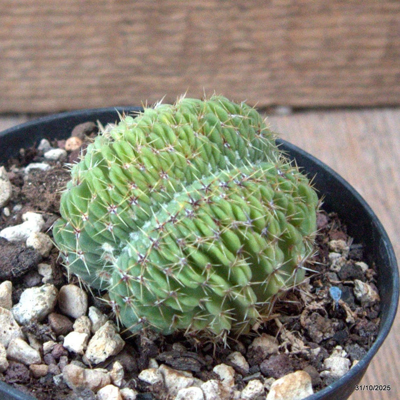 D7285 NOTOCACTUS BUININGII CRESTED pot10-H5-W6 cm MaMa Cactus Green Plant