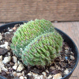 D7285 NOTOCACTUS BUININGII CRESTED pot10-H5-W6 cm MaMa Cactus Green Plant