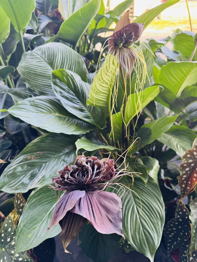 Purple batflower orchid plant with green leaves and dangling roots
