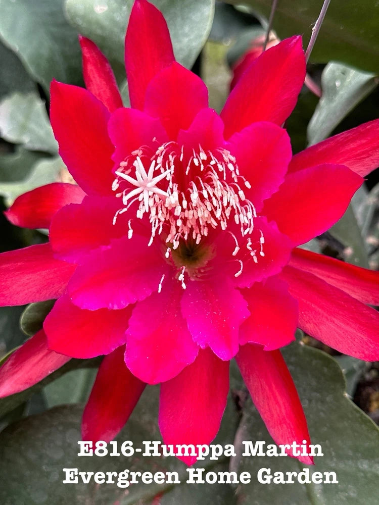 Red orchid cactus flower with white stamens and green leaves in pot