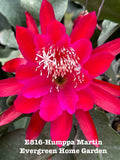 Rooted Epiphyllum Orchid Cactus ÒHumppa MartinÓGrowing In 4Ó  pot Orchids