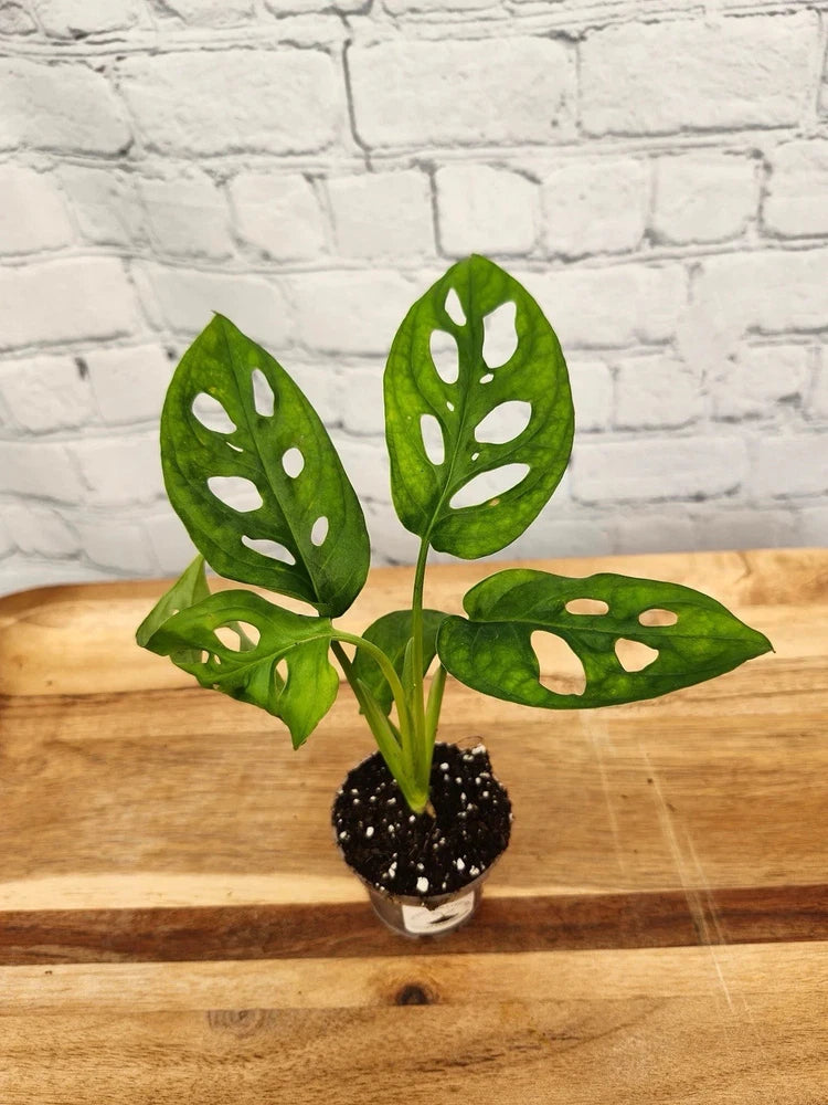 Monstera adansonii plant in small pot, green perforated leaves with white speckles.